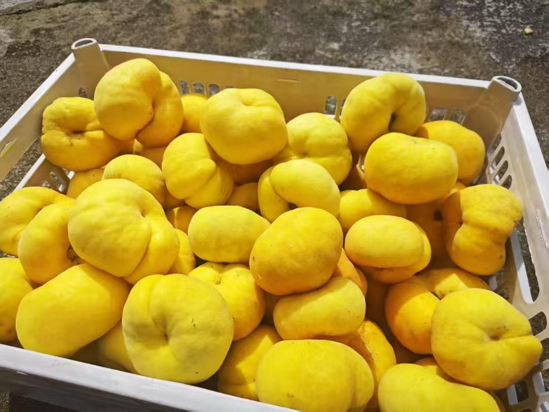 圖為：黃桃