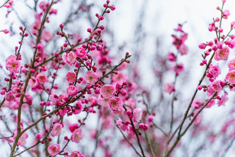貴州梅園裡綻放的梅花。貴安新區供圖.jpg