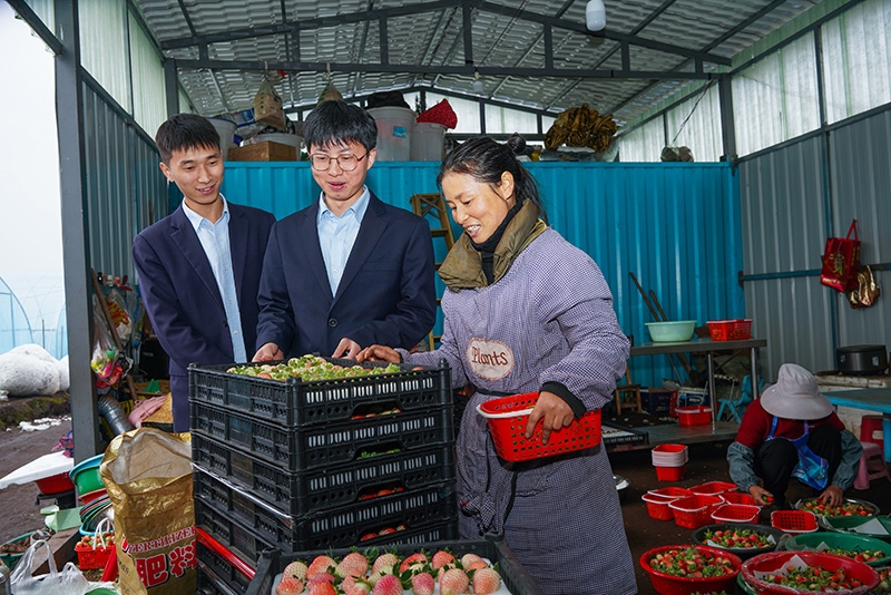 1、謝建芳向郵儲銀行安順市分行工作人員介紹草莓品種。
