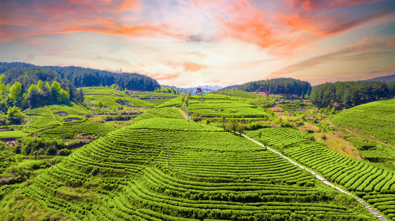 龍塘大屯茶園。
