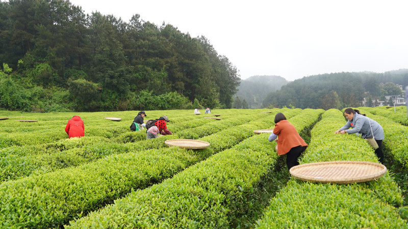 茶園採茶。