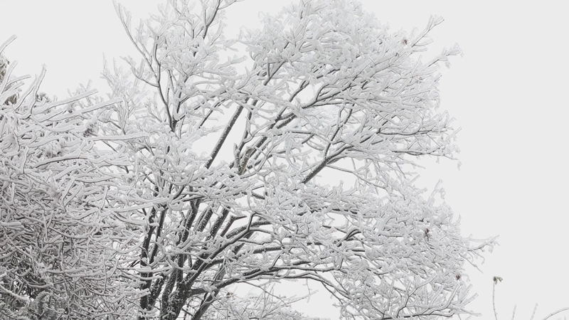 寒霧凝霜綴滿枝頭 (2).jpg