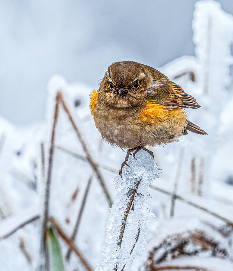 雪中小鸟。张更生摄