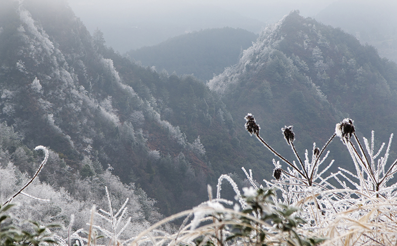 云雾山雾淞。钱信祥摄