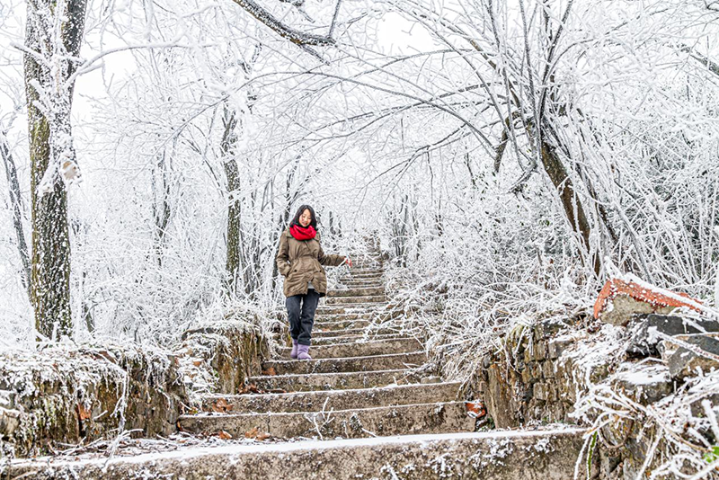 被冰棱裹住的枯枝。张更生摄