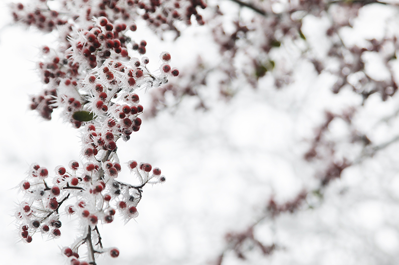 云雾山雾淞。钱信祥摄
