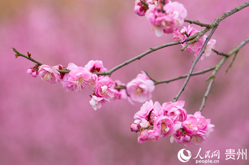 梅花悄然綻放。人民網 陽茜攝