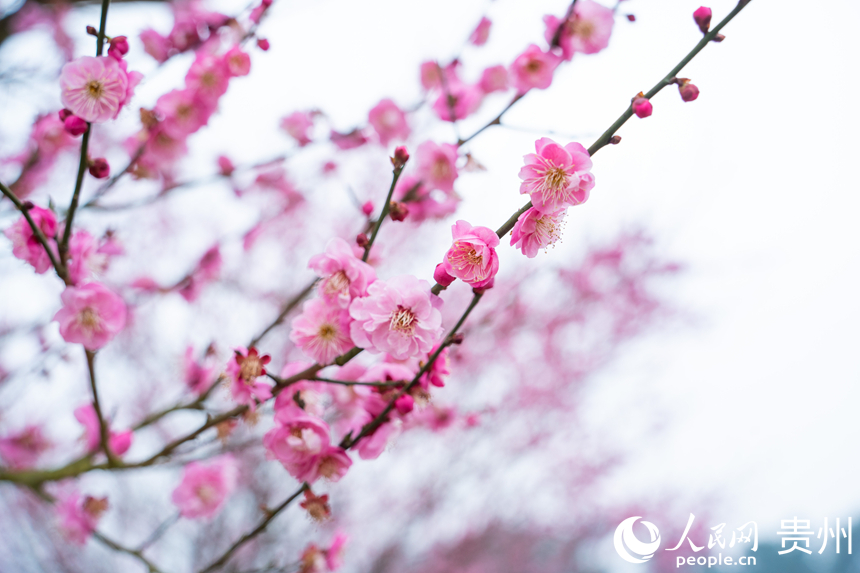 梅花悄然綻放。人民網 陽茜攝