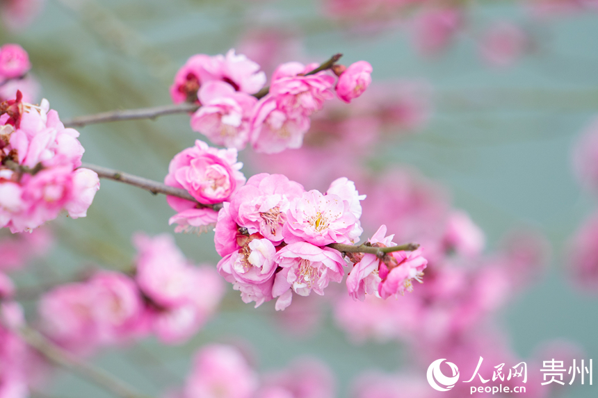 梅花悄然綻放。人民網 陽茜攝