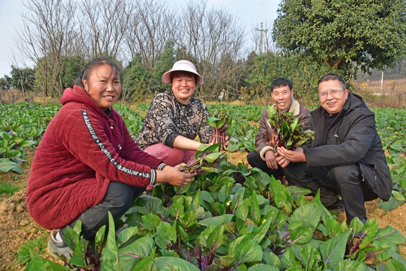 冬季蔬菜抢鲜上市。