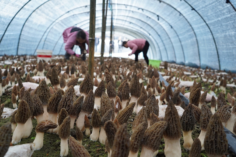 1.岑鞏縣天星鄉東興村羊肚菌種植基地，工人在採收羊肚菌。（周燕 攝）