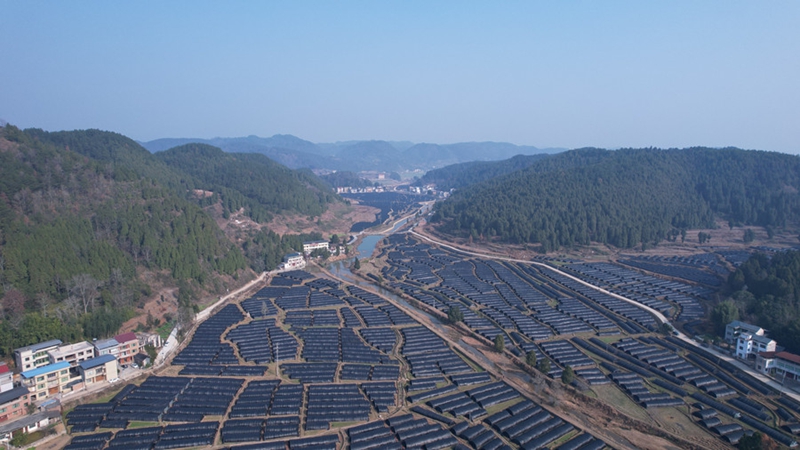 6.岑鞏縣天星鄉東興村羊肚菌種植基地（萬再祥 攝）