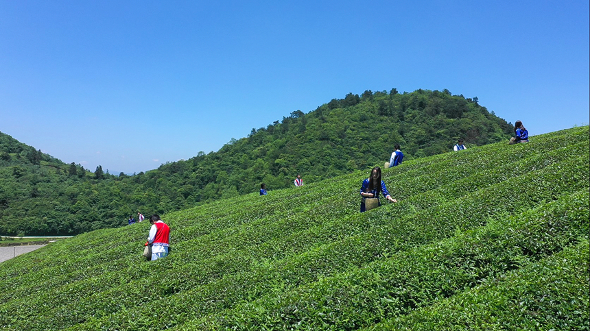聚鳳高原茶場。