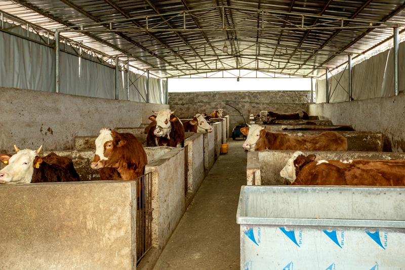 改造一新的圈舍。