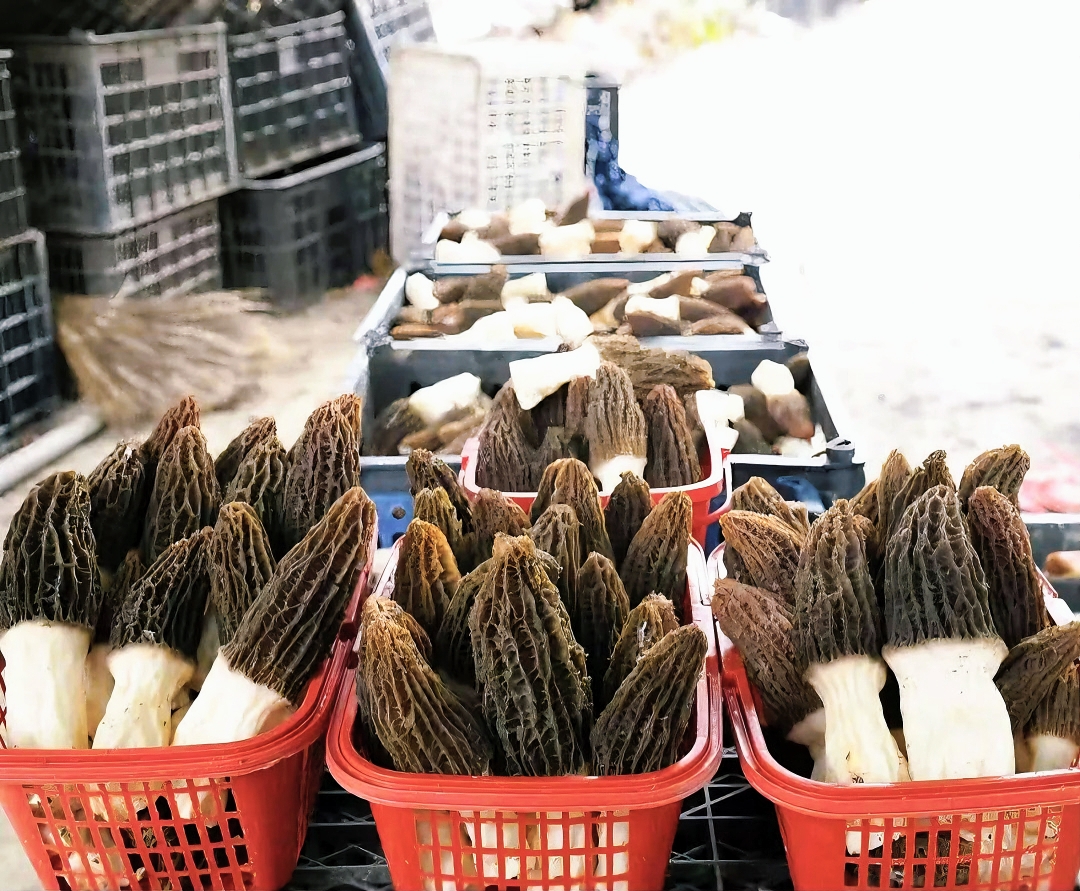 新鮮採摘的羊肚菌。