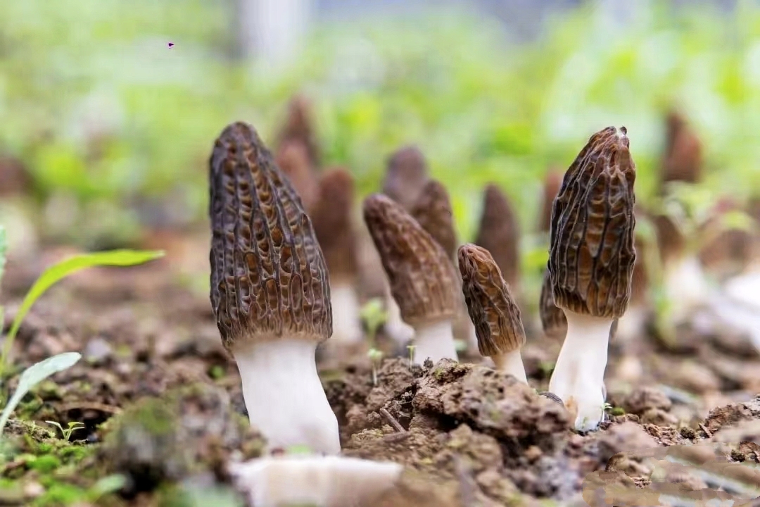 羊肚菌長勢喜人。