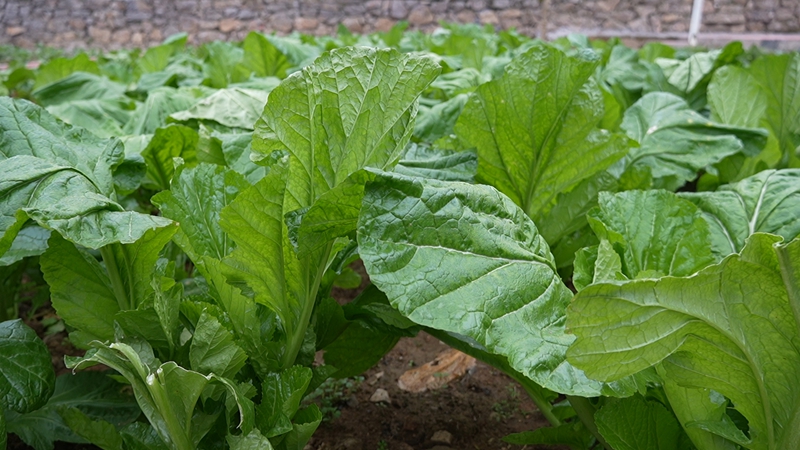 院民種的蔬菜（蘇暢莉  攝）.jpg