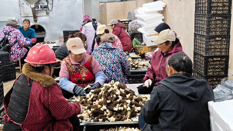 村民们正在分拣羊肚菌。