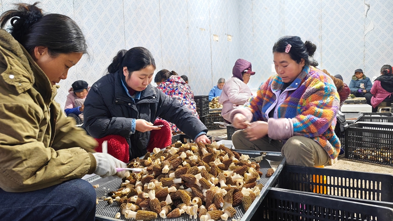 村民们正在分拣羊肚菌。
