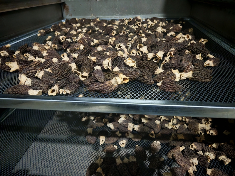 小小羊肚菌 撑开致富“伞”。