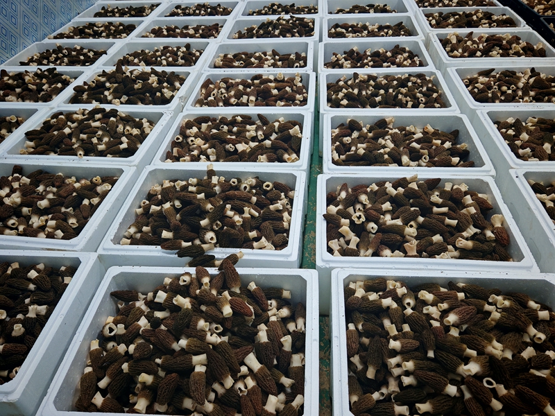 小小羊肚菌 撑开致富“伞”。