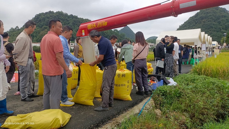 機械化收割現場1。劉付祥 攝.jpg