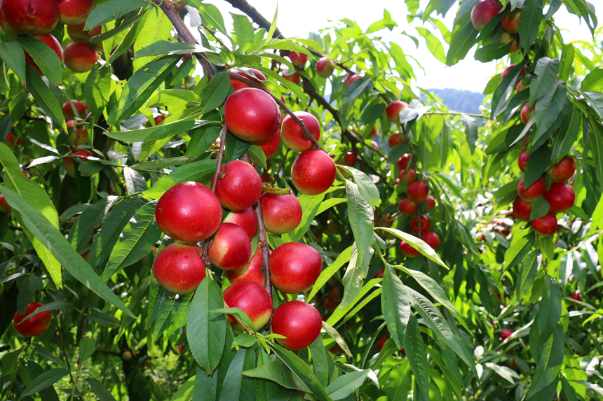 施秉縣甘溪鄉珍珠棗油桃挂滿枝頭。