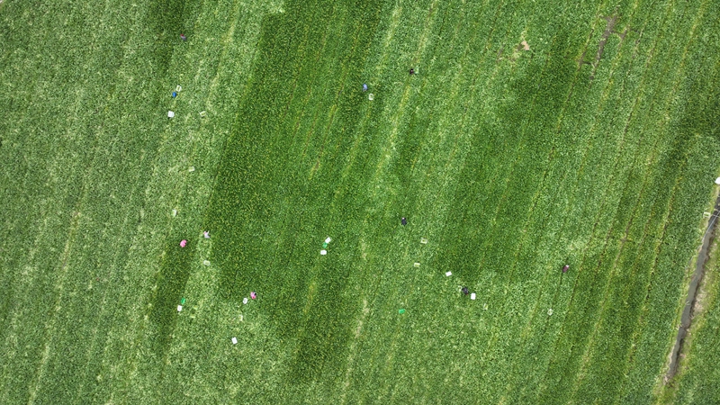 擺金鎮的蔬菜種植基地 (2).jpg