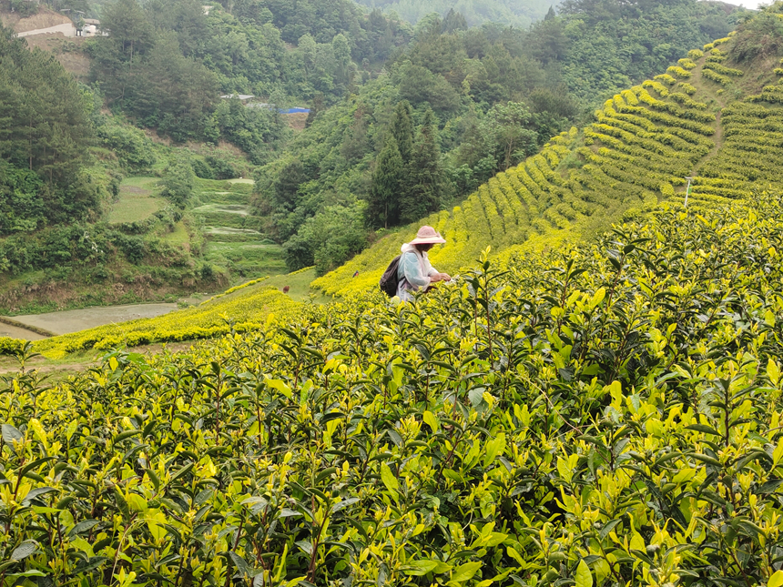 白色鎮茶農採茶。