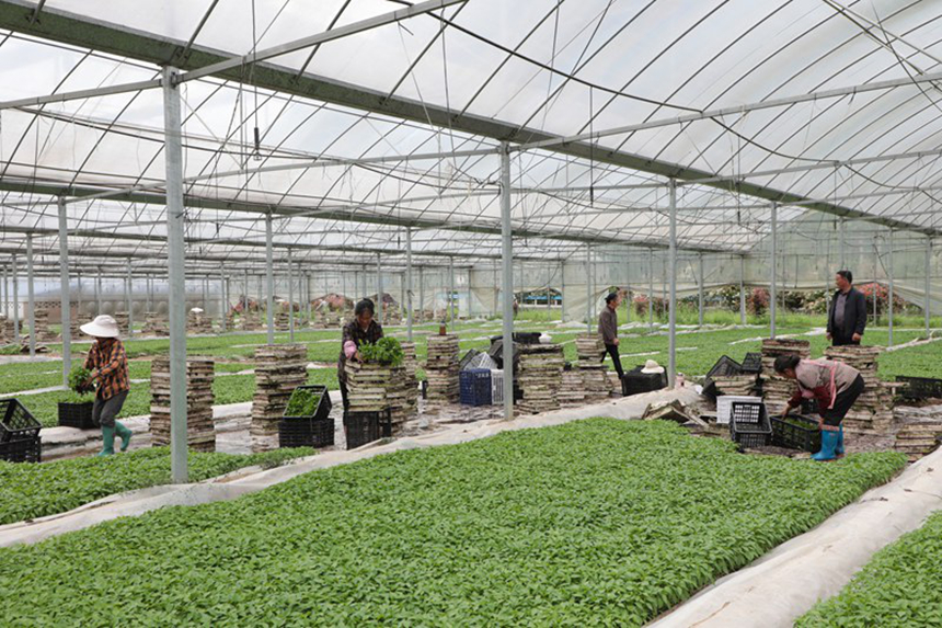 石阡縣石固鄉金慧農種植養殖專業合作社的育苗基地。