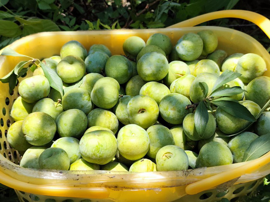 石阡河壩鎮李子。