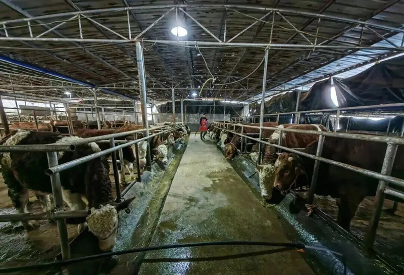 印江自治縣杉樹鎮肉牛養殖產業。