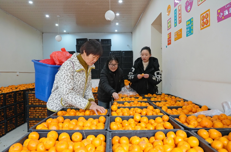 2026年1月28日，貴州省畢節市納雍縣樂治街上，消費者在選購椪柑。楊英攝