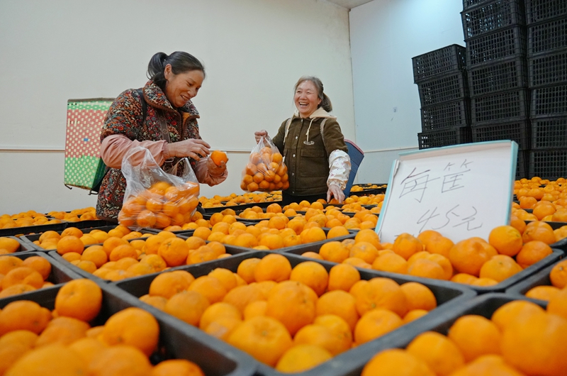 2026年1月28日,貴州省畢節市納雍縣樂治街上,消費者在選購椪柑。楊英攝