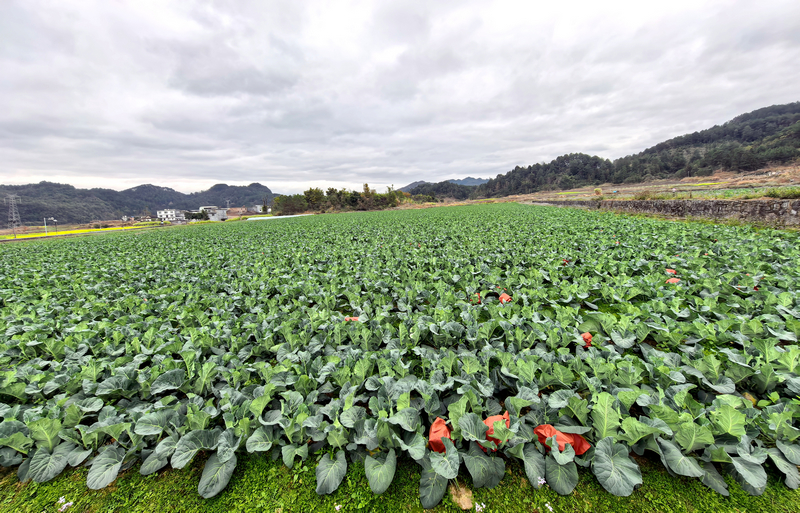荔波縣坤地村種植壩區，連片的西蘭花田綠意盎然。