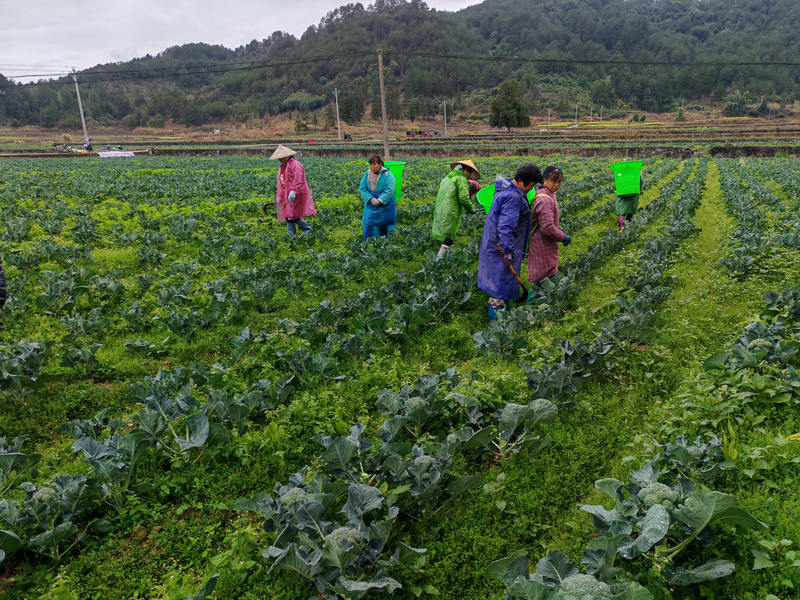 村民在田間採收西蘭花。