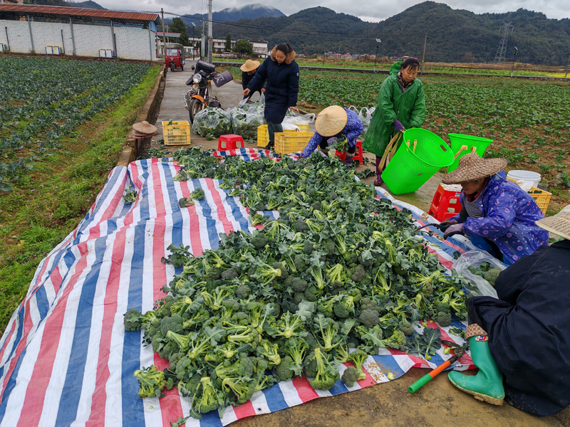村民在分揀西蘭花。