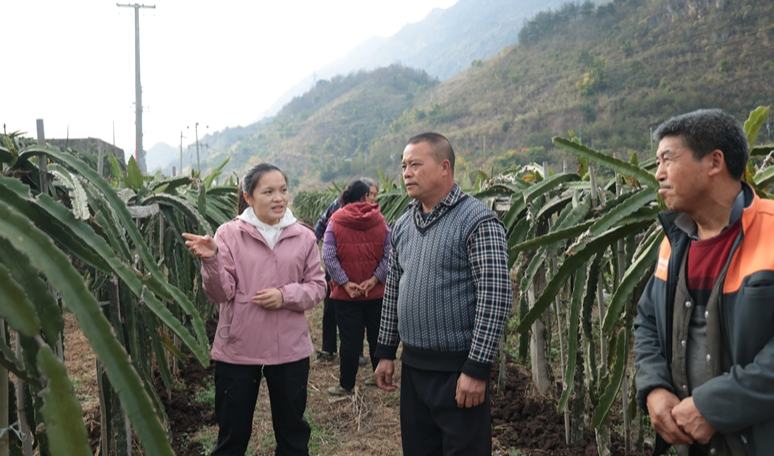 羅甸縣人大代表奉皇書：傾聽果農心聲 推動水果產業發展