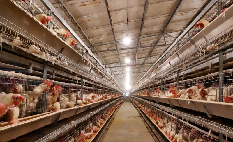 一排排“層疊式”養殖籠整齊排列。