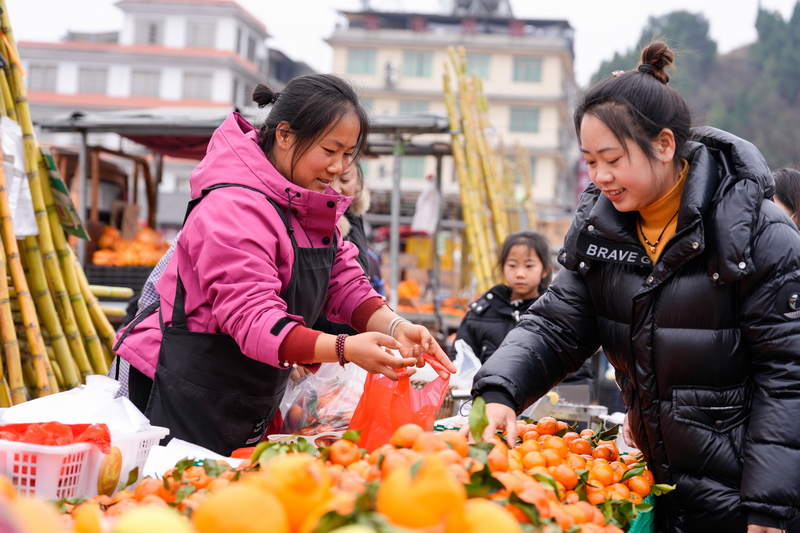 1月23日，凱裡下司大集上，市民在購買橘子。