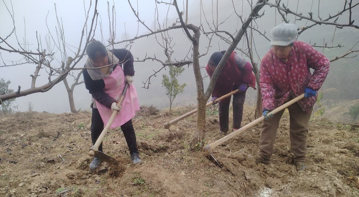 贵州沿河黑水镇：一片果园带富一方百姓