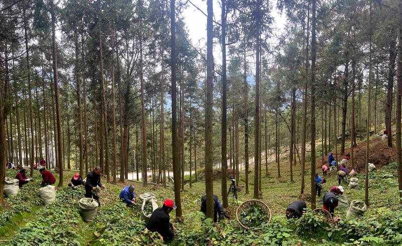 采收时节的三岔河镇淫羊藿种植基地。任思宇摄