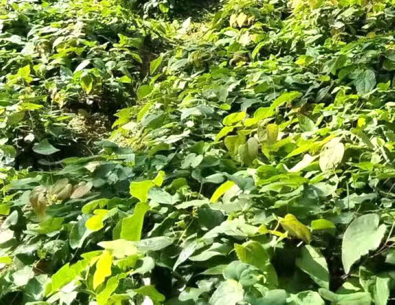 三岔河镇栽种的淫羊藿。任思宇摄