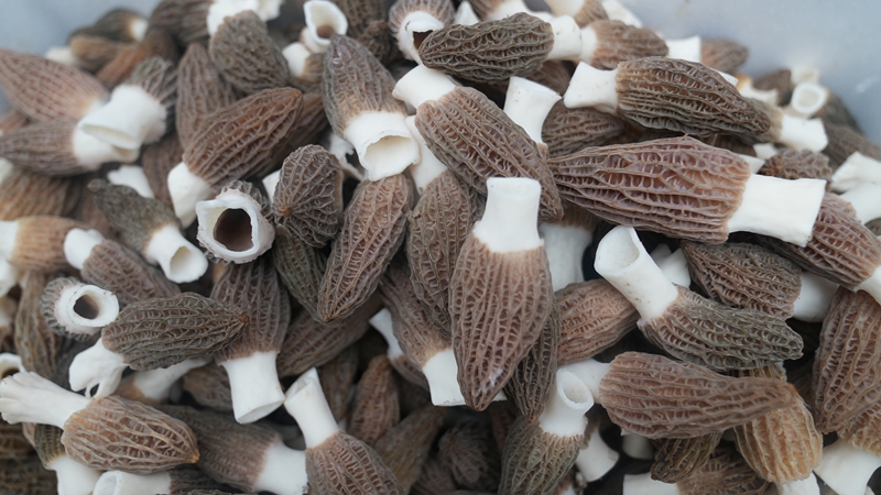 採收后的羊肚菌。