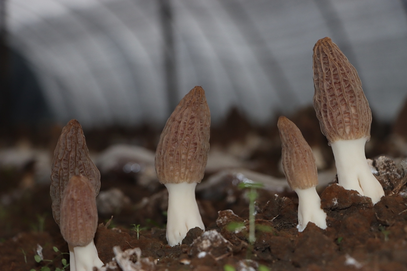 蓬勃生長的羊肚菌。