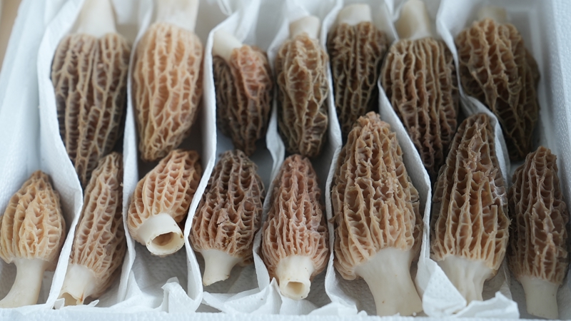 裝箱的羊肚菌。