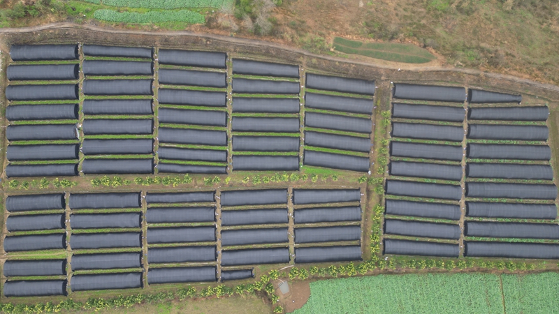 塘頭鎮羊肚菌基地。