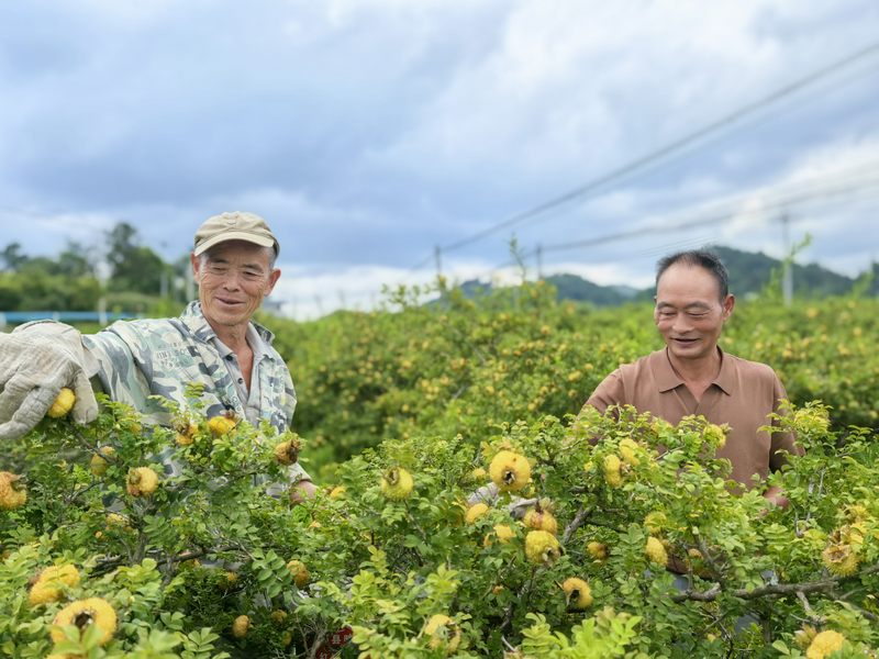 貴州刺梨喜獲豐收。貴州省林業局供圖