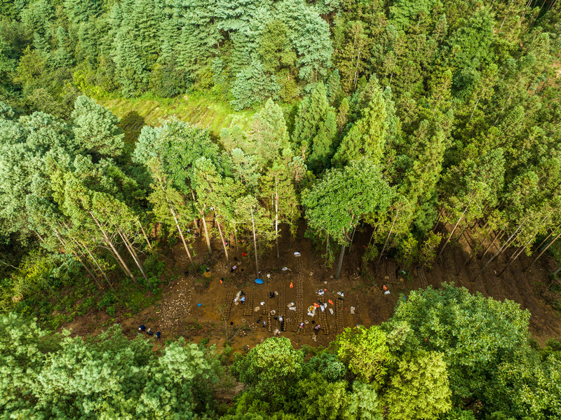 貴州發展天麻產業讓農戶實現“家門口就業”。貴州省林業局供圖
