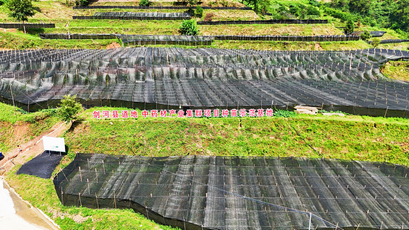 剑河县道地中药材产业集群项目种苗示范基地。剑河县融媒体中心供图